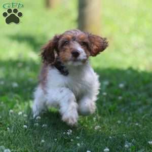 Taffy, Cavapoo Puppy